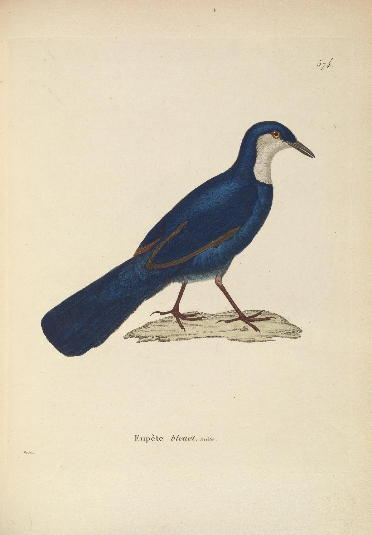 a blue bird is standing on a piece of wood