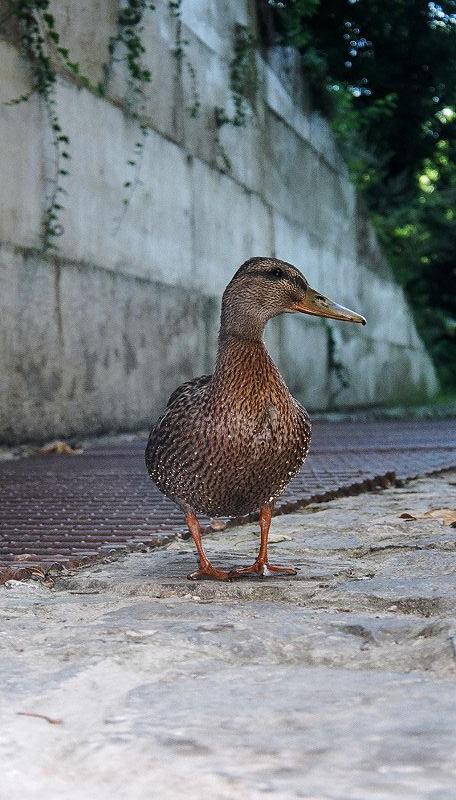 a brown duck standing on a concrete walkway