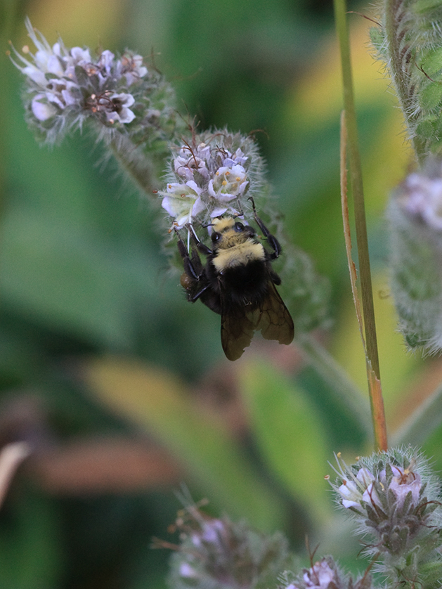 the flies are feeding on the purple flowers