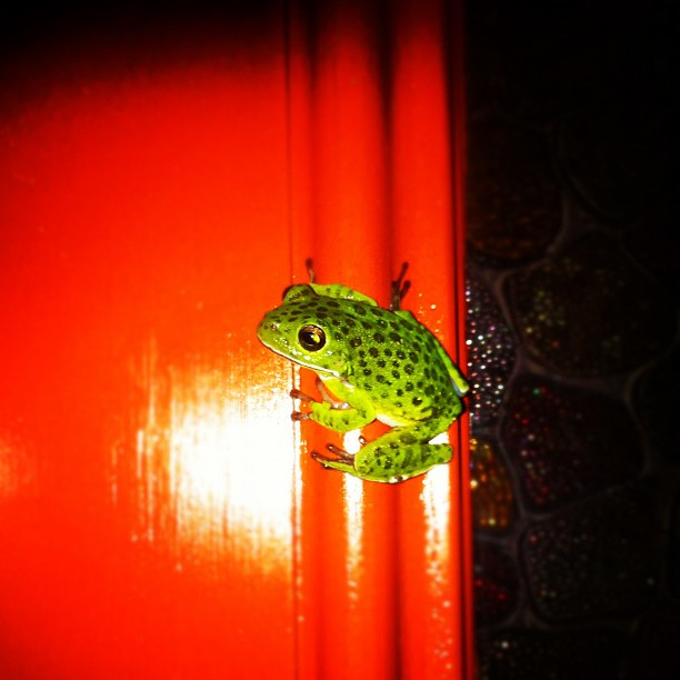 a small frog standing on the corner of a red wall