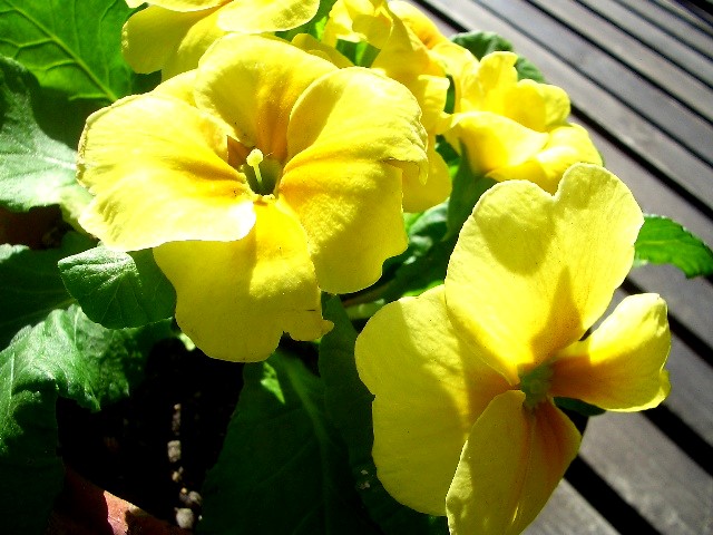 several yellow flowers that are in a flower pot