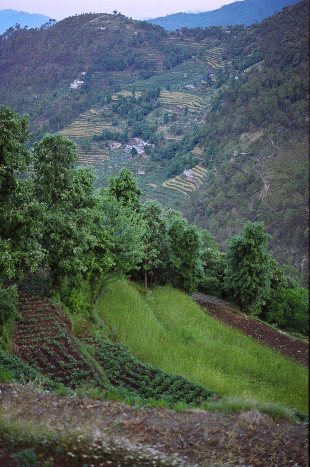 hilly farmland near a mountain covered with trees