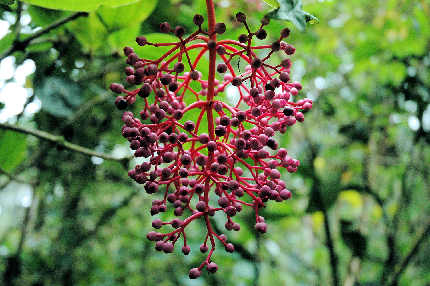 an image of red flowers hanging from the tree