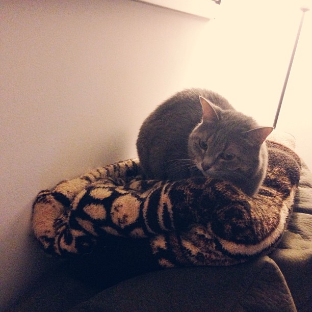 a cat that is laying on top of a cushion