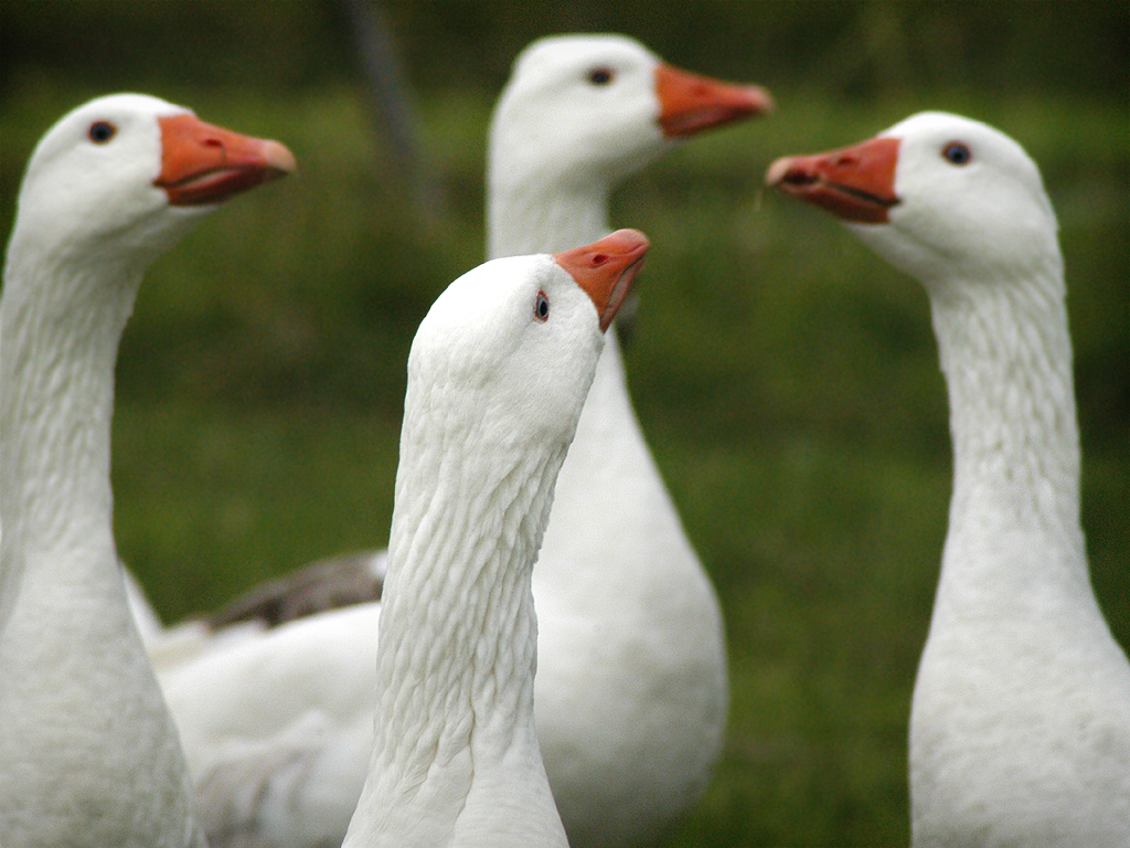 four ducks are sitting on the ground together