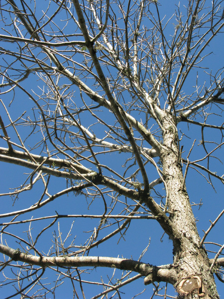 a large tree without any leaves on it