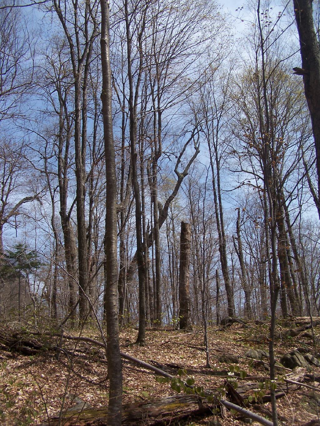 a wooded area with many thin trees in the foreground