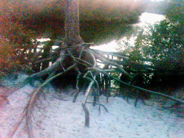 a snow covered beach with a large tree leaning on it