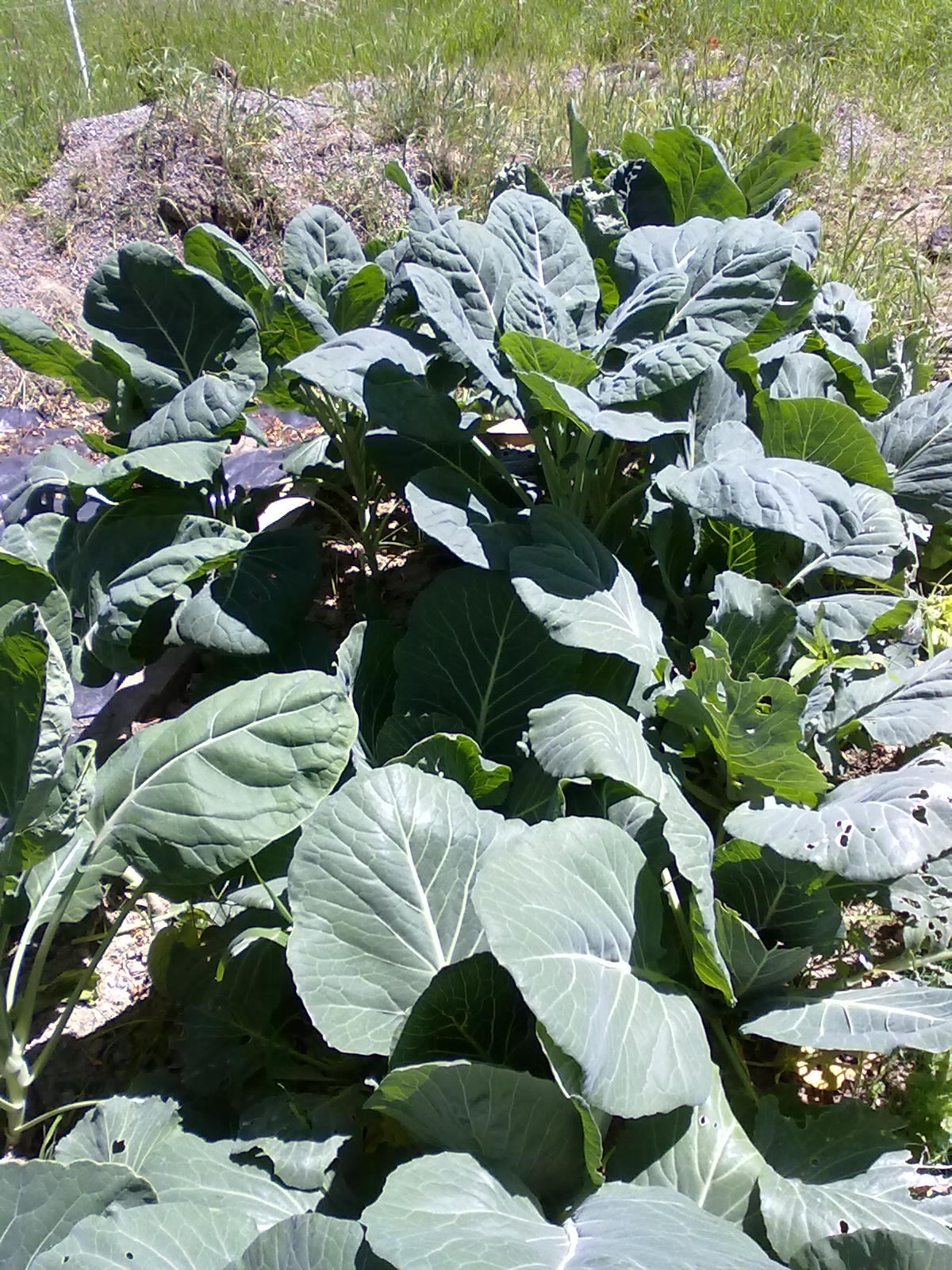 a field full of fresh vegetables next to the road