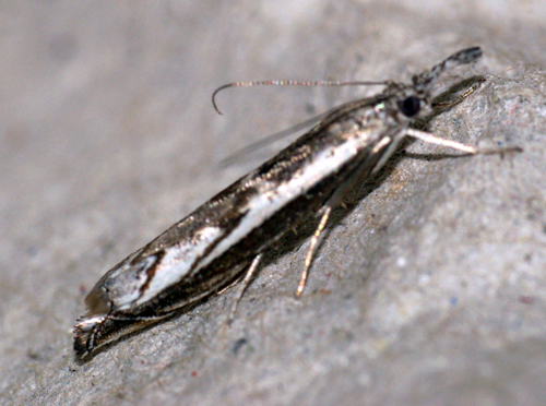 a bug with white markings on its body