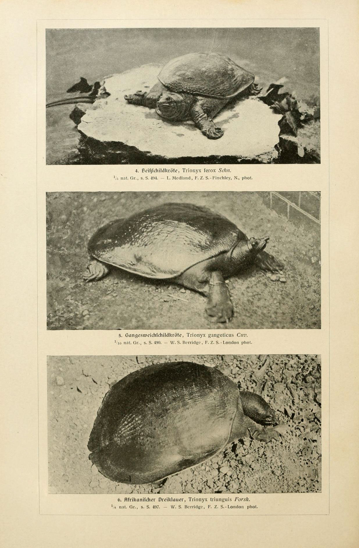 four pictures of turtles on a dirt ground