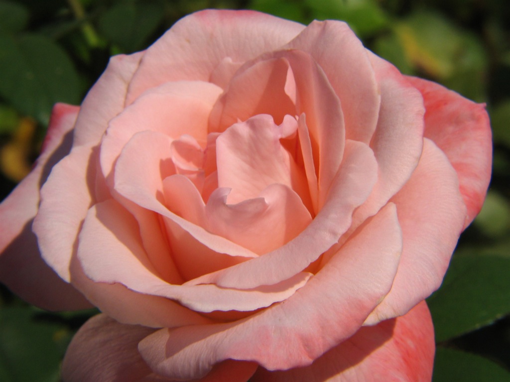 a large pink flower that has pink petals on it