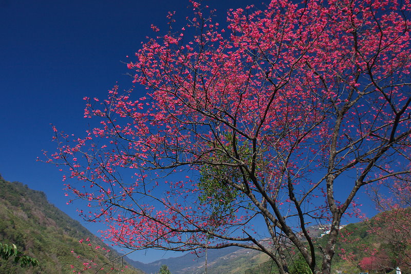 a pink flowering tree near a mountain with a body of water