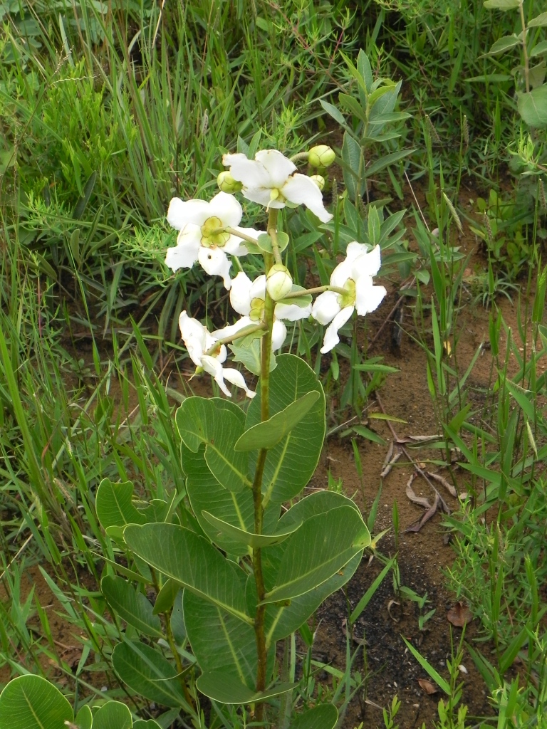 a green plant and some white flowers in a field