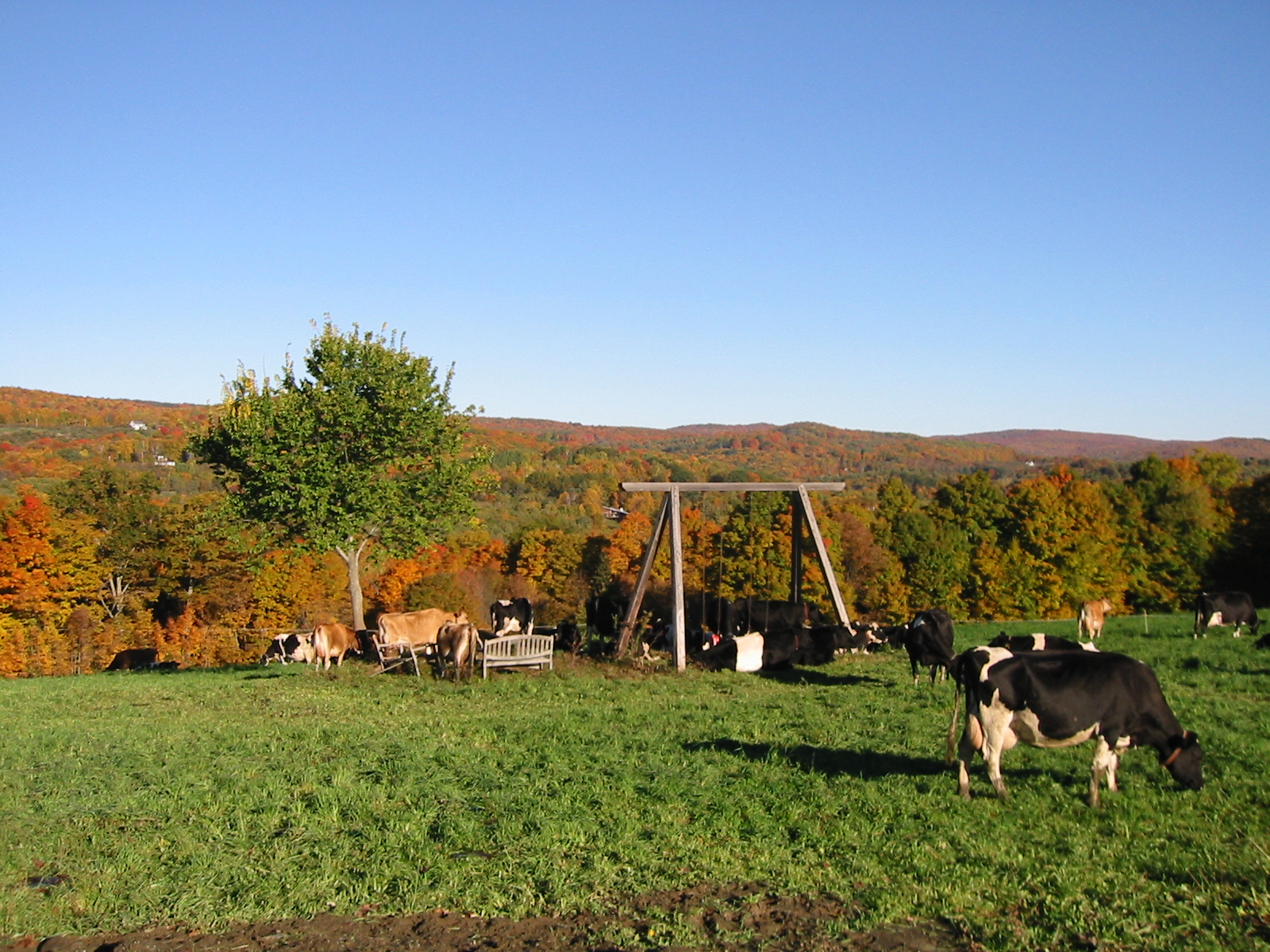 cows graze in a large green pasture overlooking an autumn forest