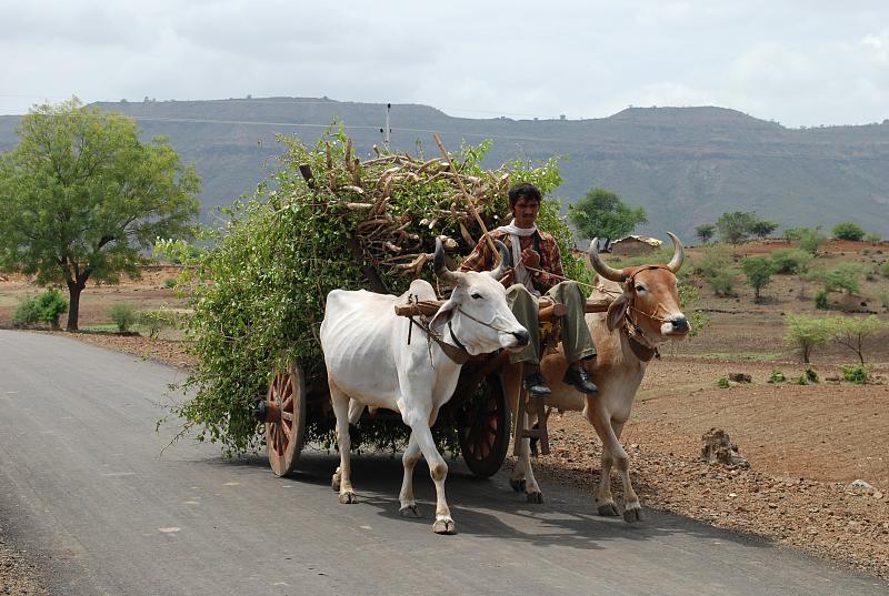 a man driving with two oxen down a road