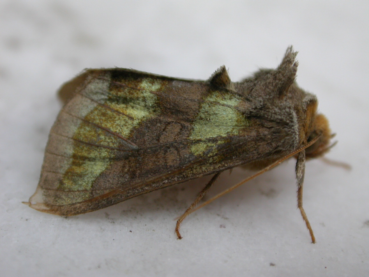 a close up of a moths head on white background