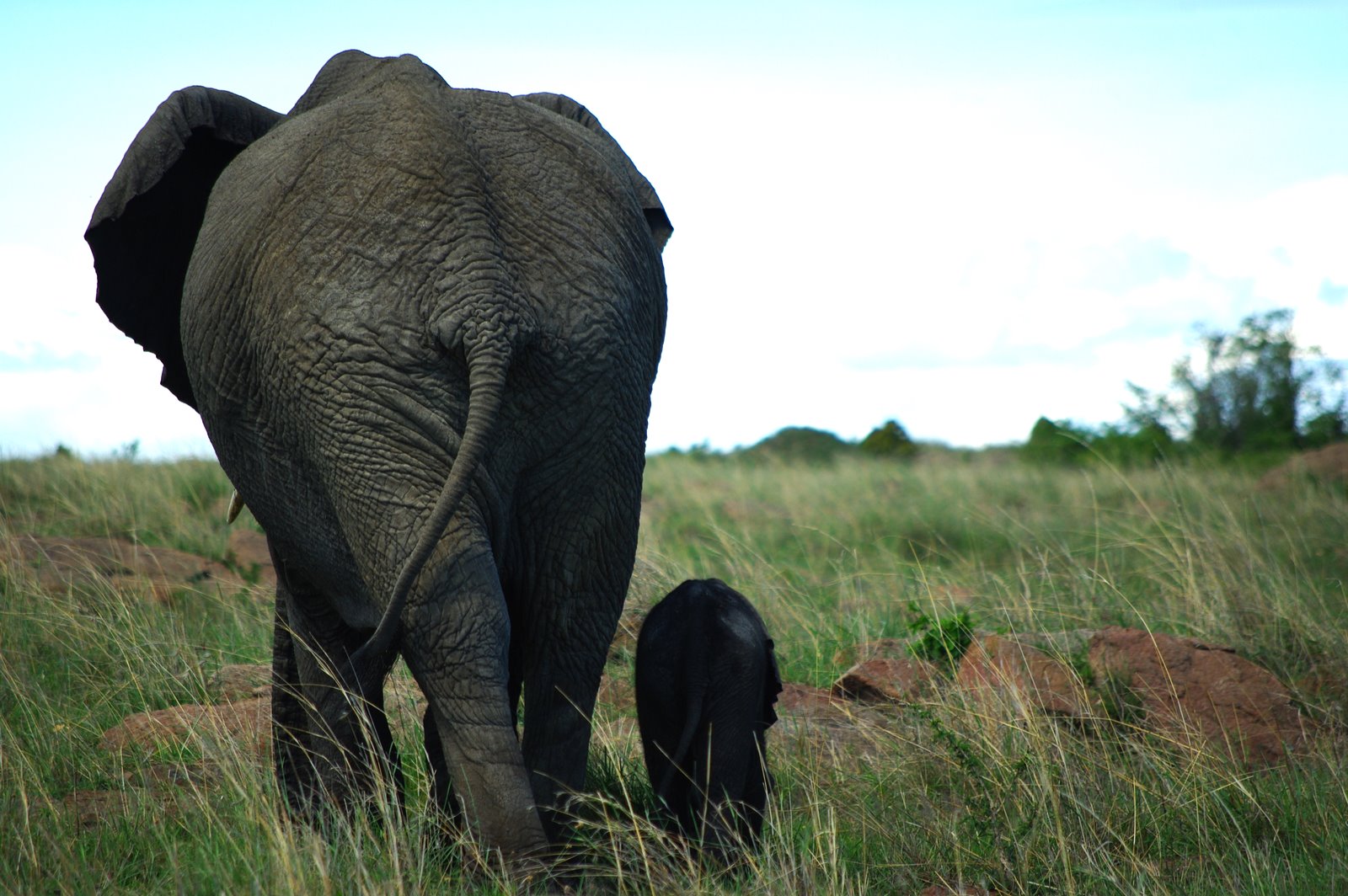 an elephant walking next to another elephant in the grass