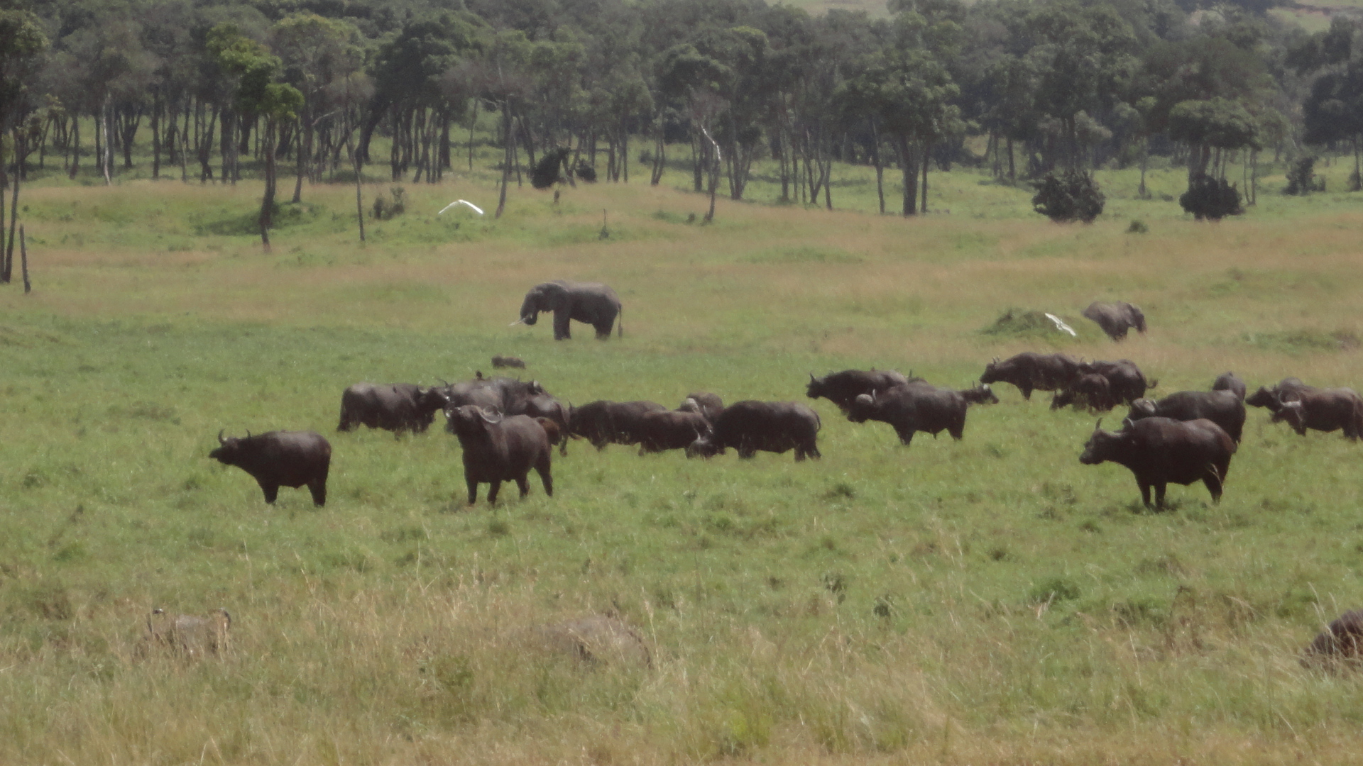 a large herd of cows are walking through a green grassy field