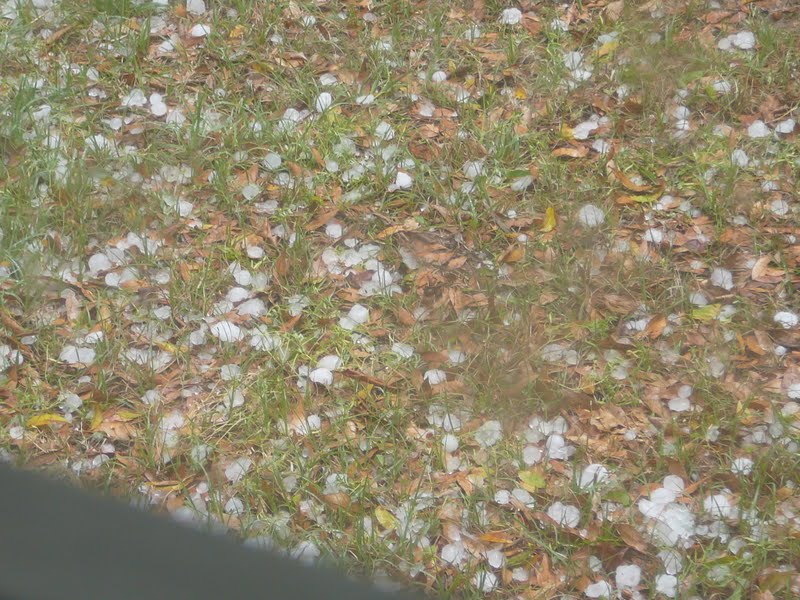 white stuff is covering some grass by a road