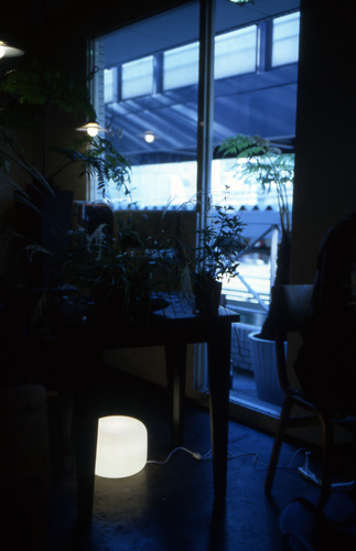 two potted plants, sitting in a dimly lit room