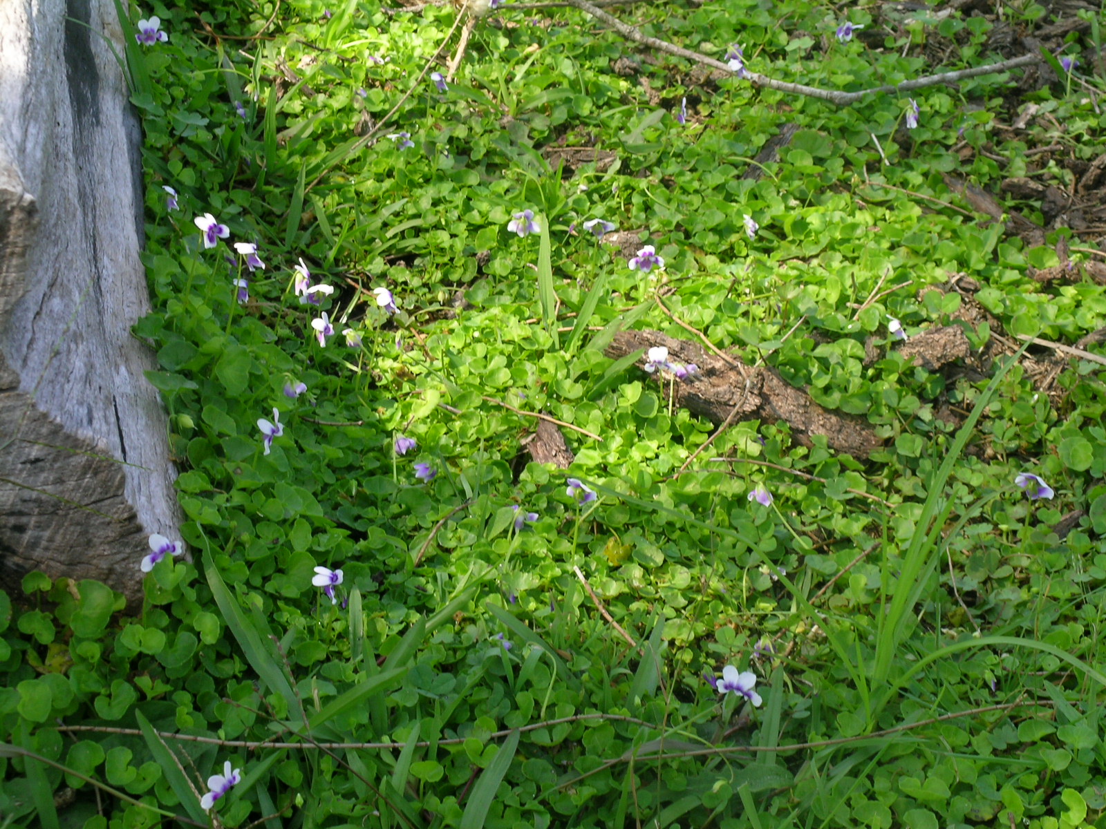 wildflowers next to the tree stump and grass