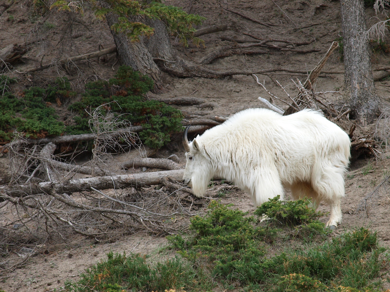 a white bear near some trees and brush