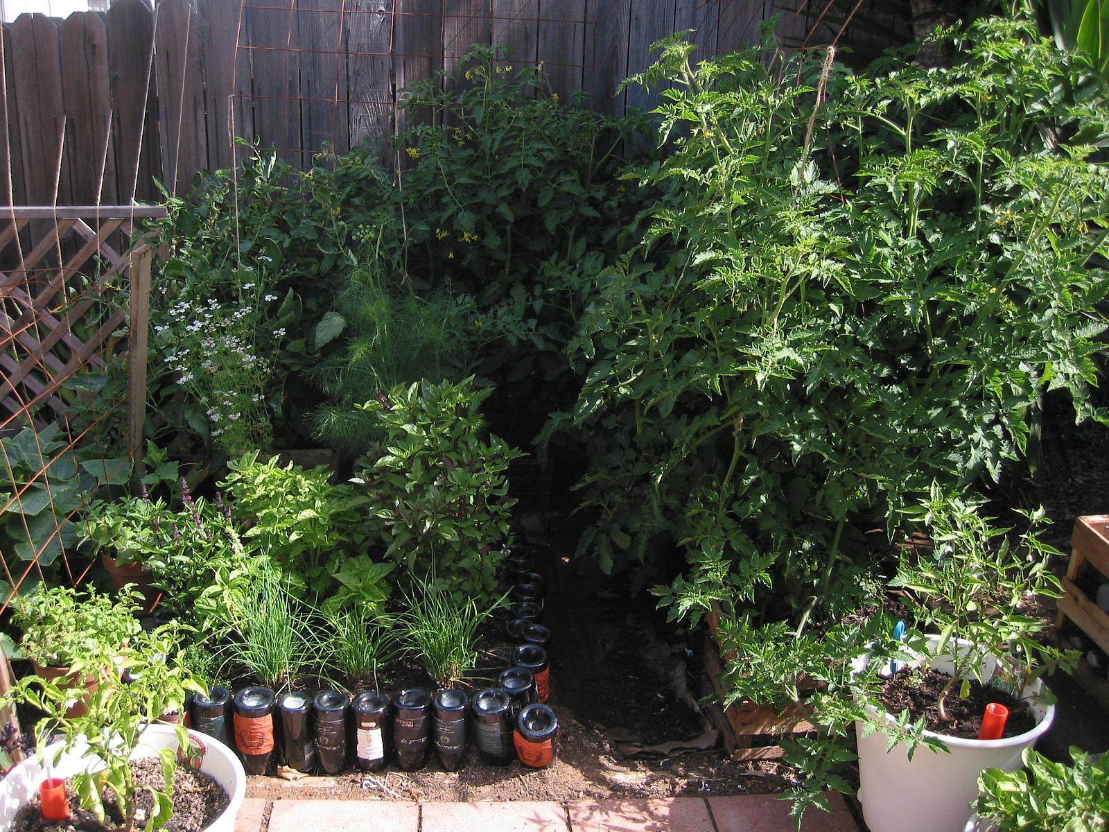 some plants that are sitting on the side walk