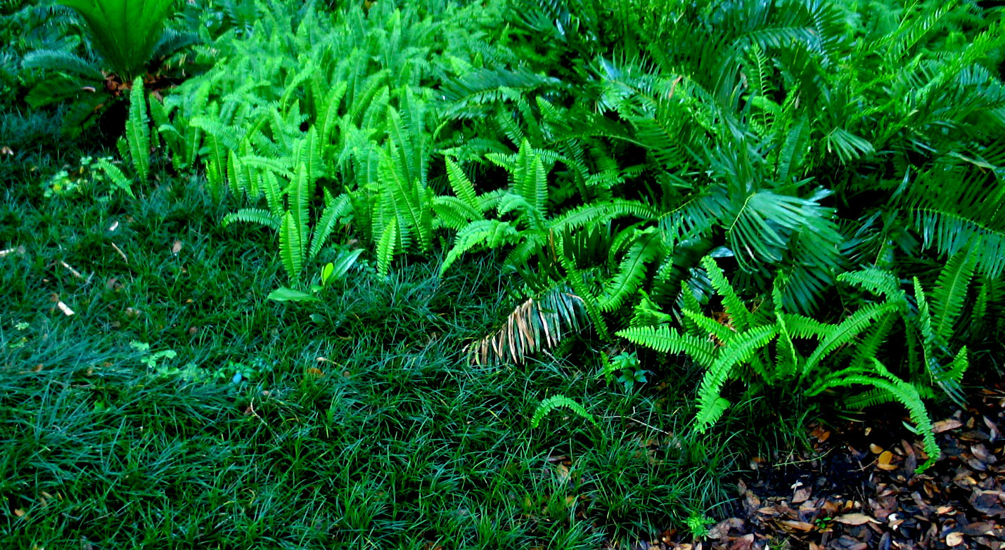 the fern is growing around the bushes in the yard