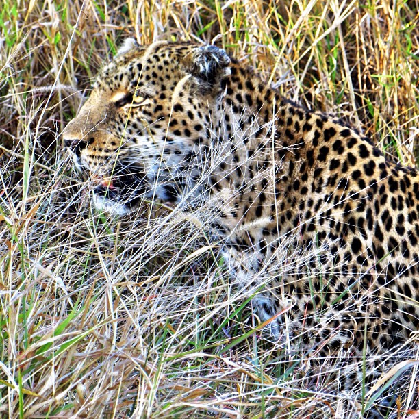 a leopard is laying in some brush and trying to eat a large bird