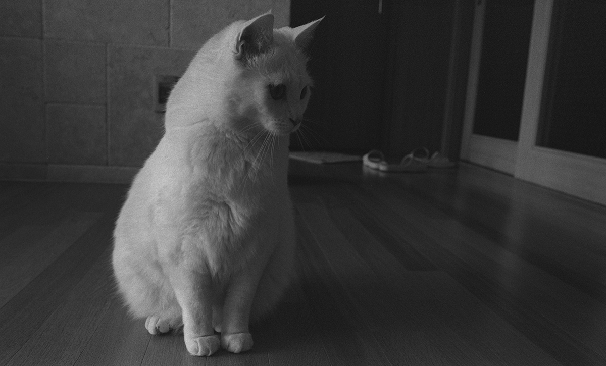 a white cat sitting on a wooden floor in a room