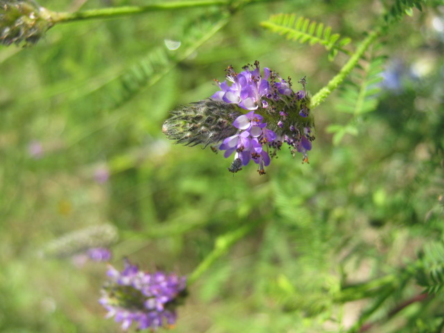 the flowers and foliage have very little leaves