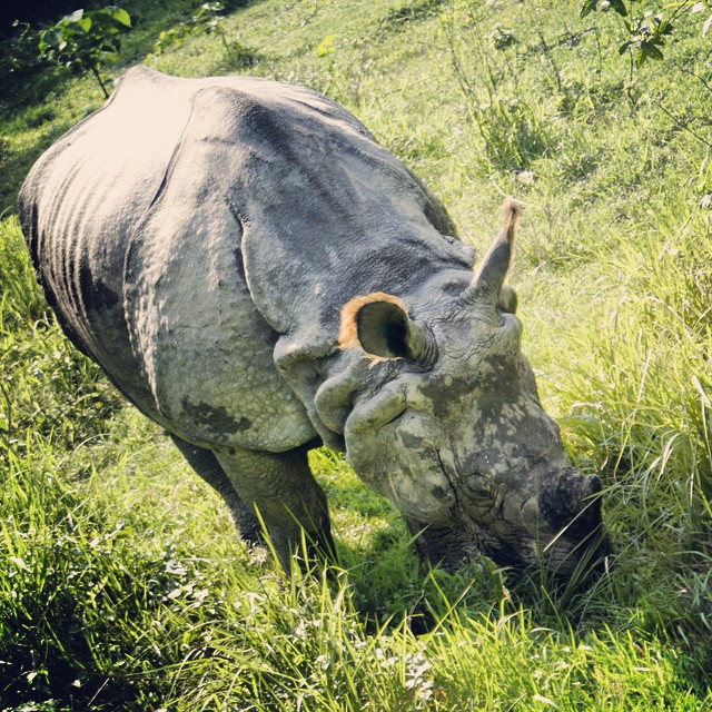 a rhino grazing in the grass near a path