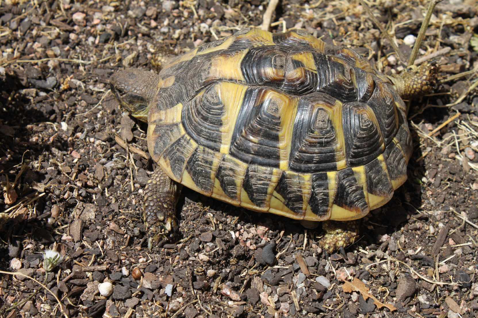 a turtle that is sitting on the ground