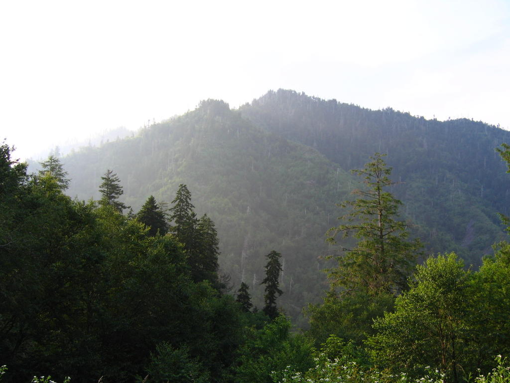 the tops of trees in front of a mountainous landscape