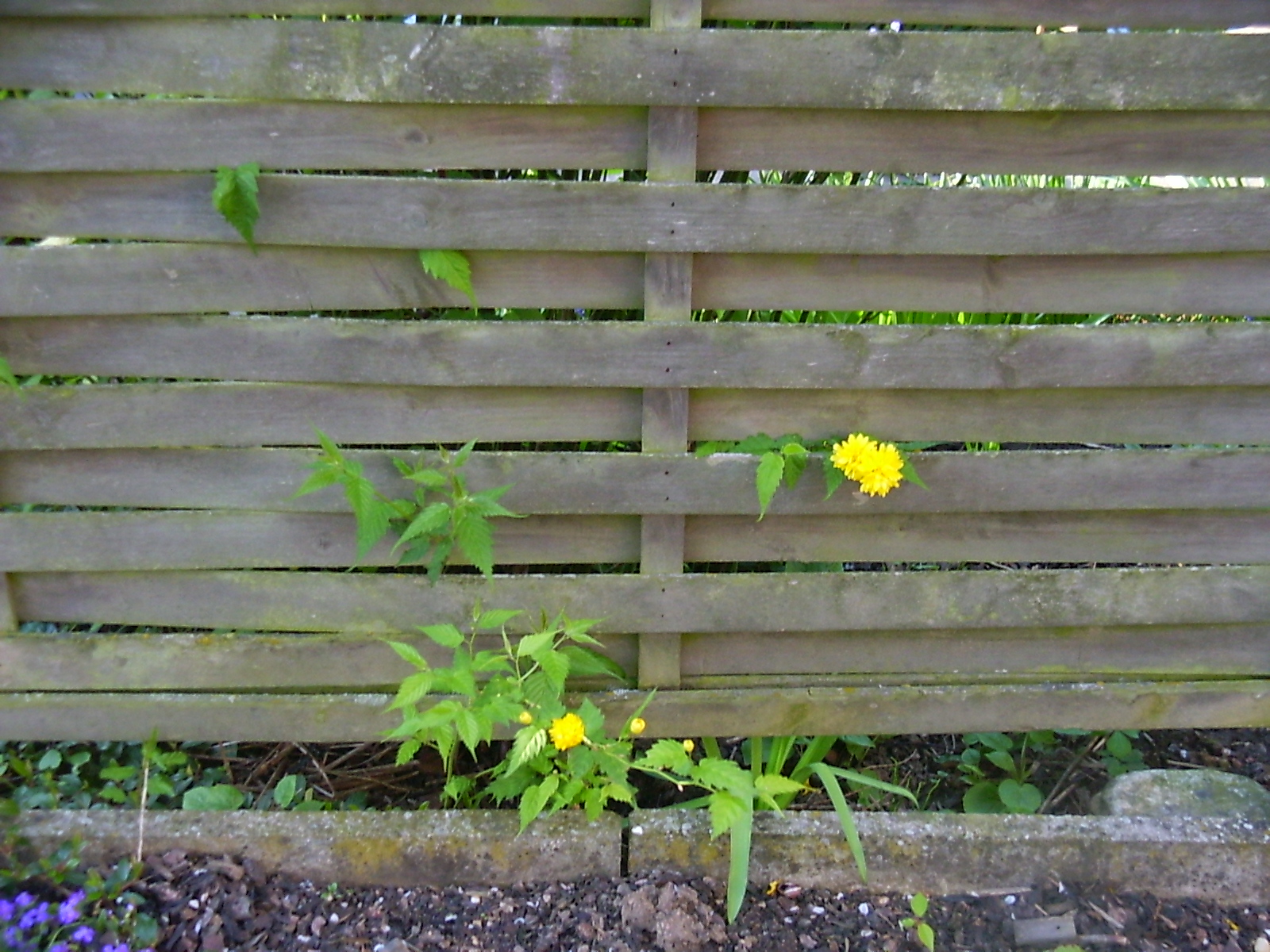 two flowers growing out of the hole in the garden