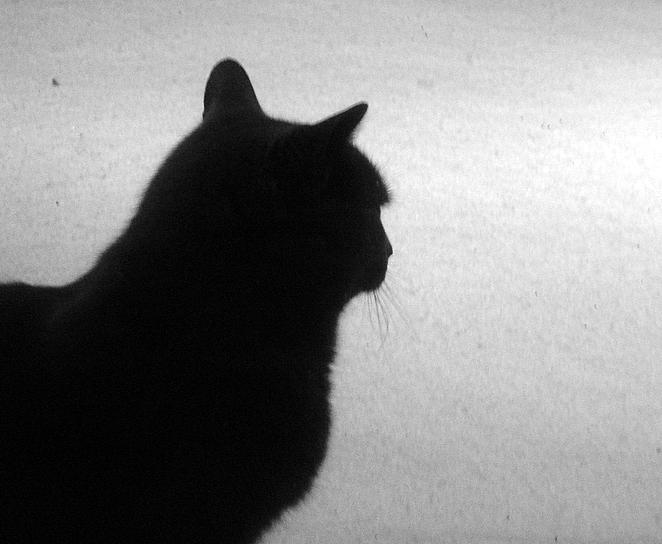 a silhouette of a black cat sitting on top of a window sill