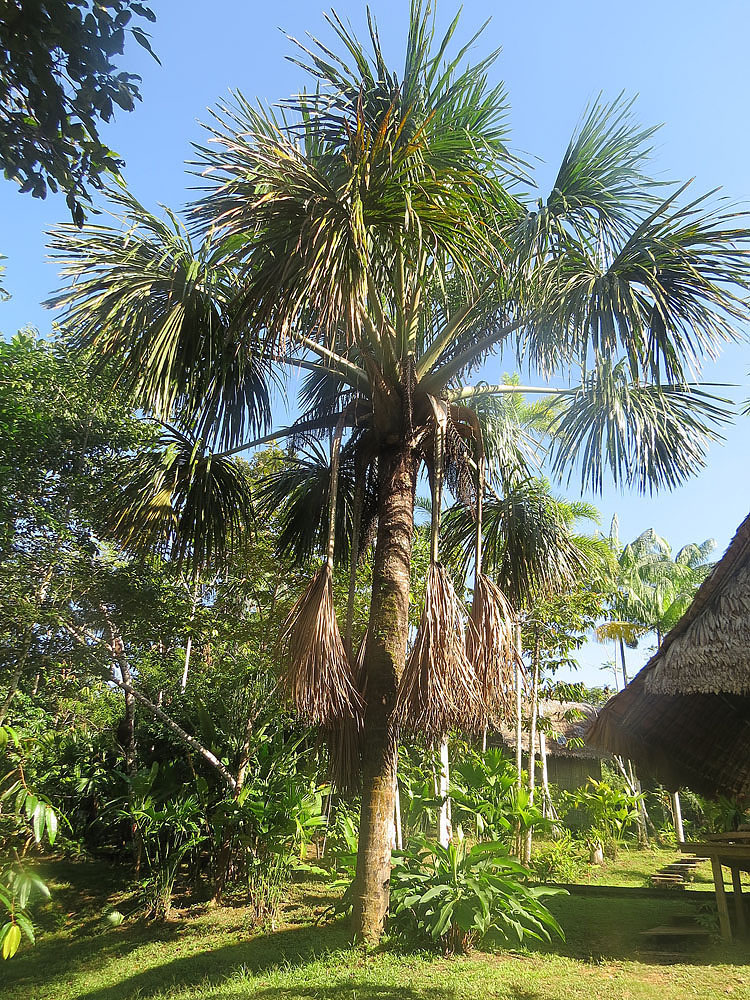 trees and grass are in the shade near a building