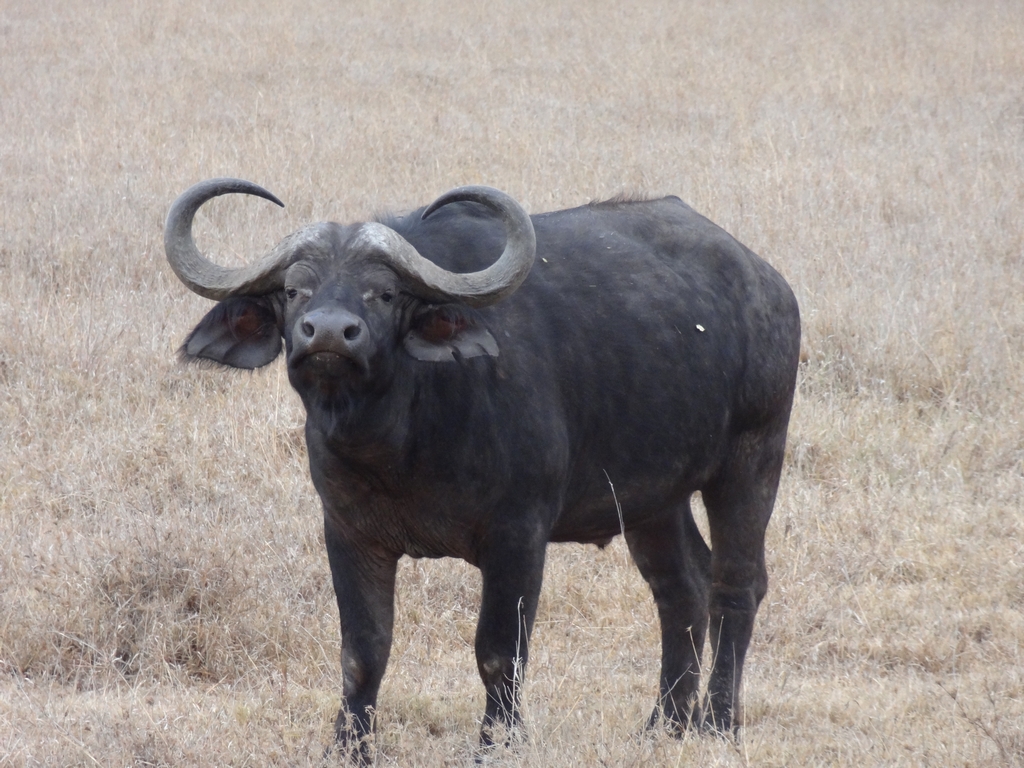 a close up of a black bull with long horns