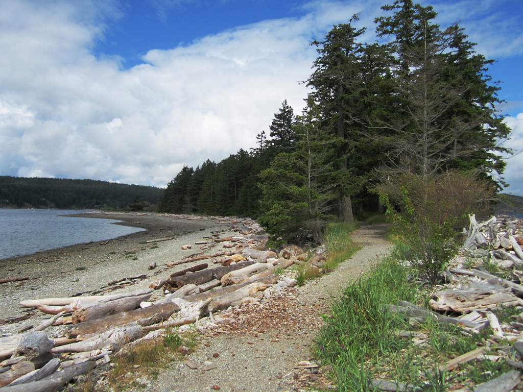 there are a lot of logs along the shore