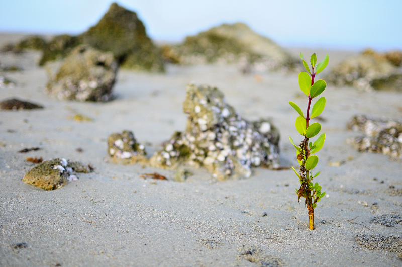 there is a plant sprouting out of the sand