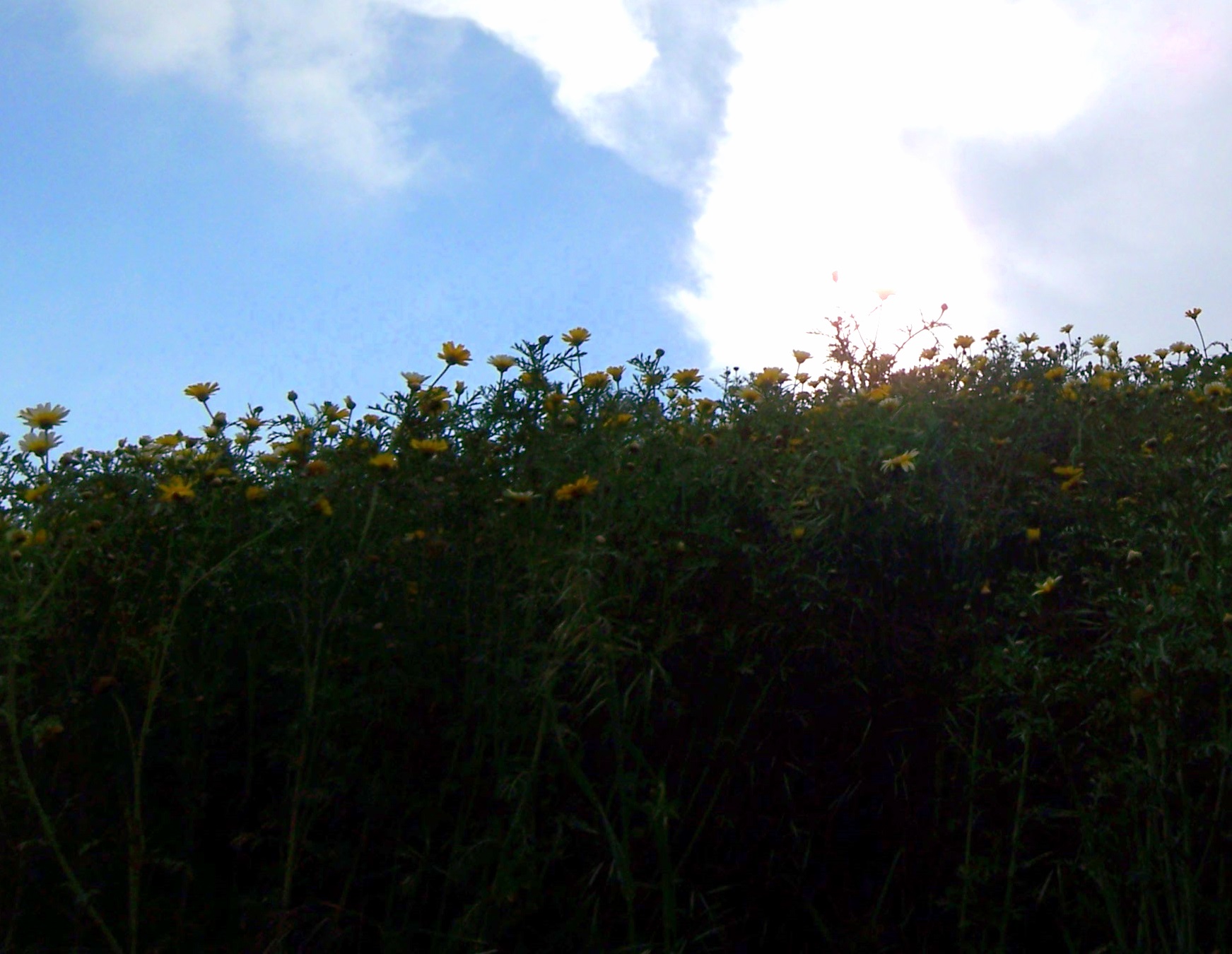 yellow flowers are blooming against a blue sky with sun