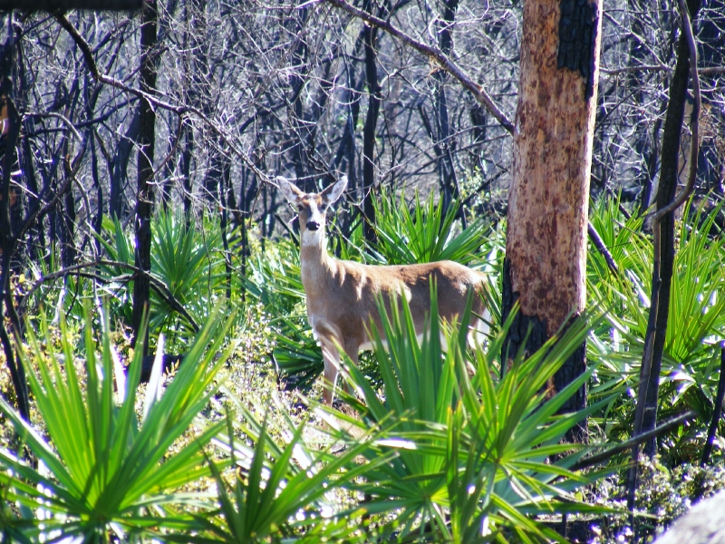 a deer standing in the grass by some trees
