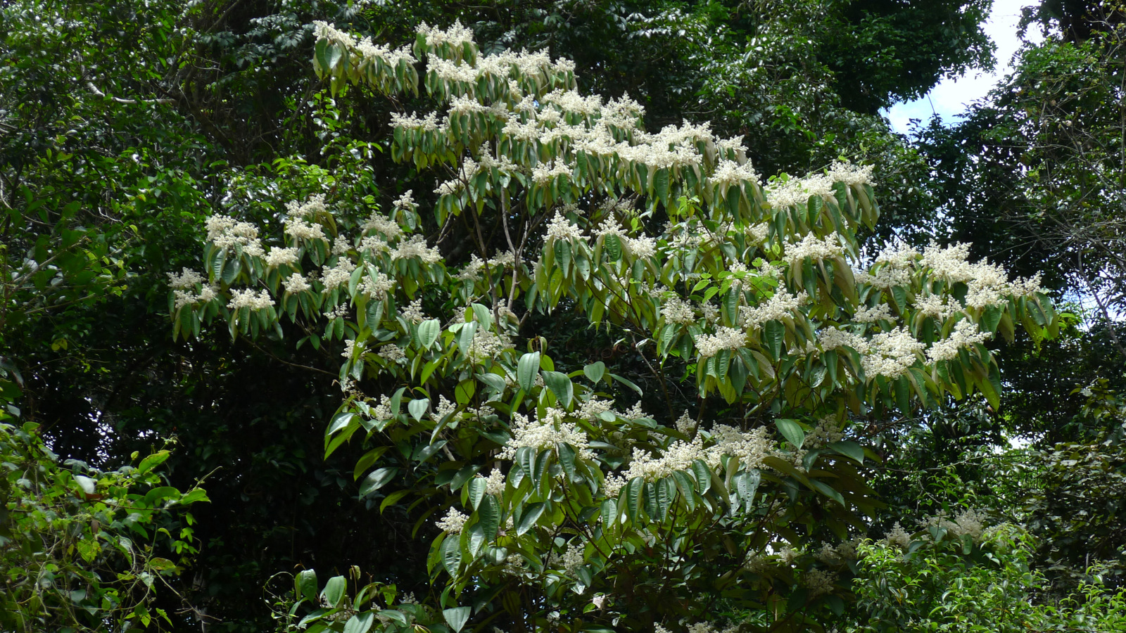 large cluster of flowers in bloom on trees