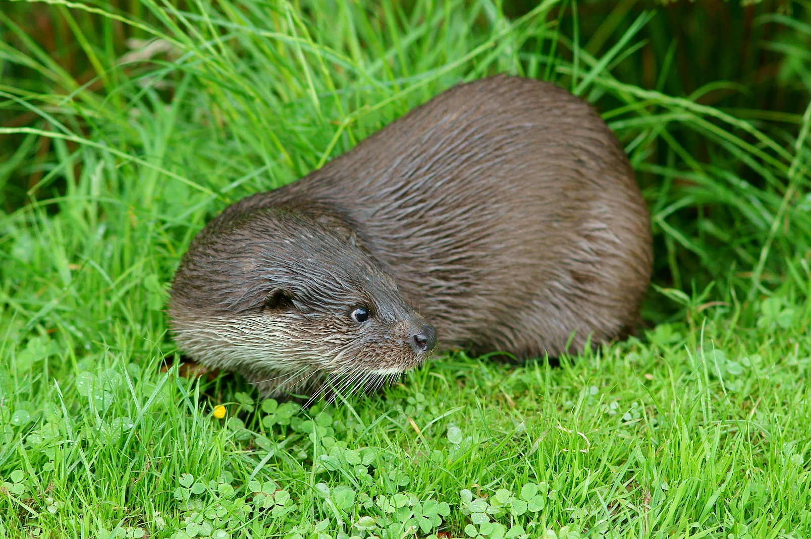 an beaver is looking at the ground while sitting in the grass