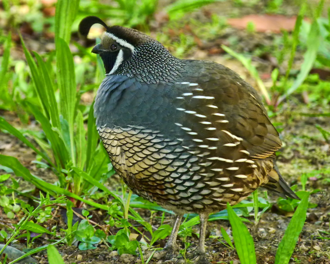 this is a close up s of a quail