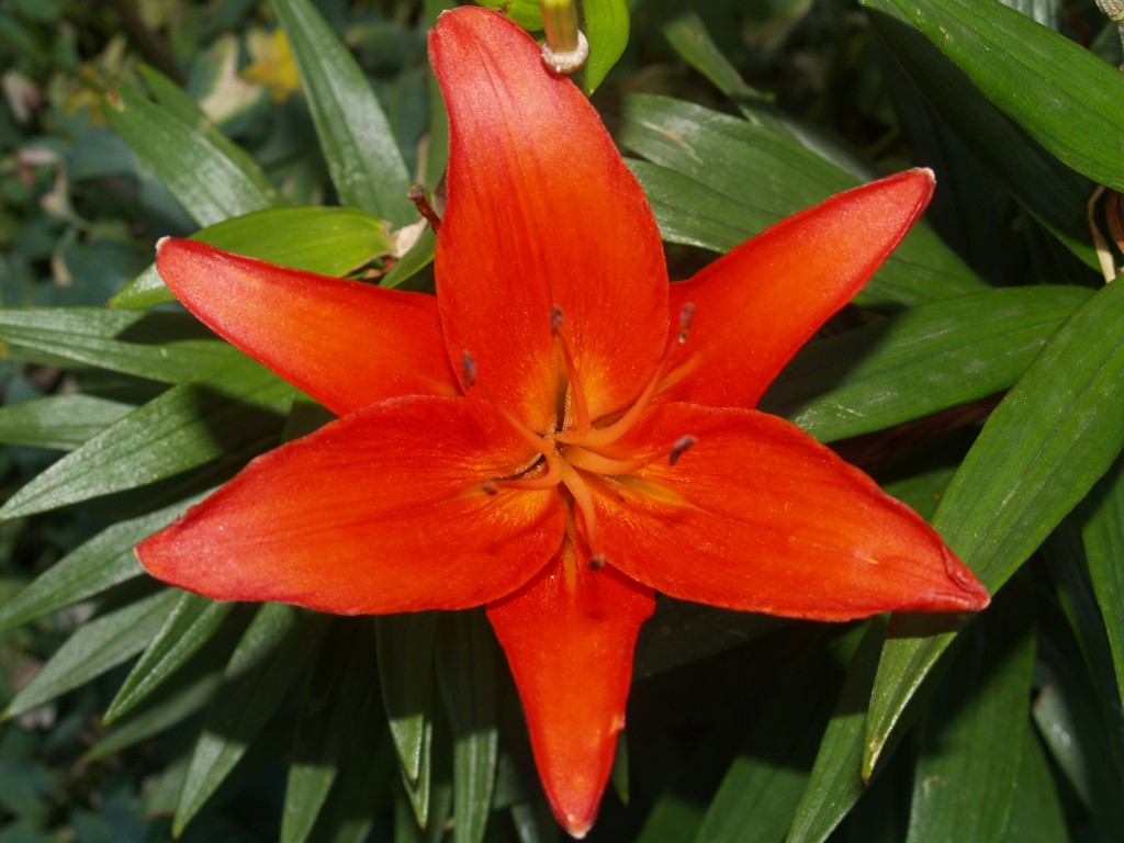 an orange flower in a green field with leaves
