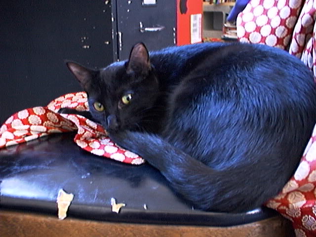 black cat sitting on seat with red and white cloth covering