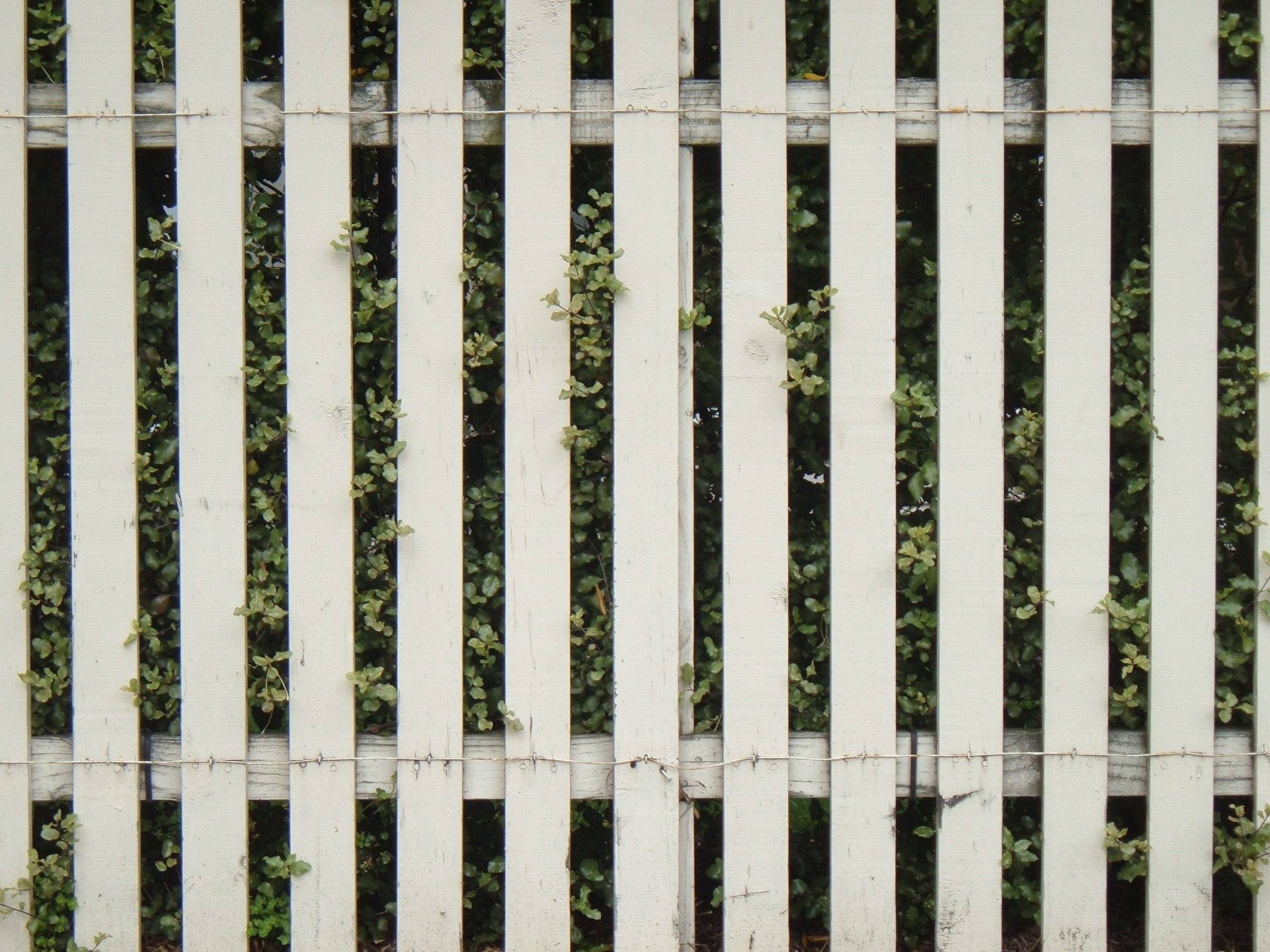 a white picket fence with some plants on it