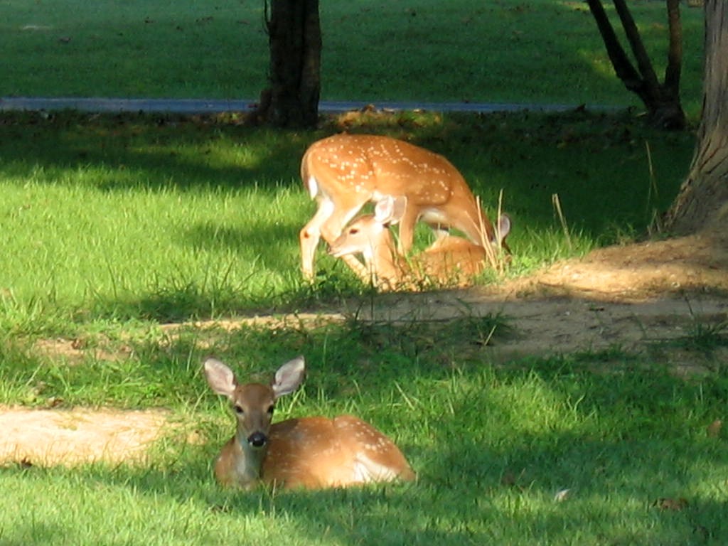 a couple of deer standing next to each other